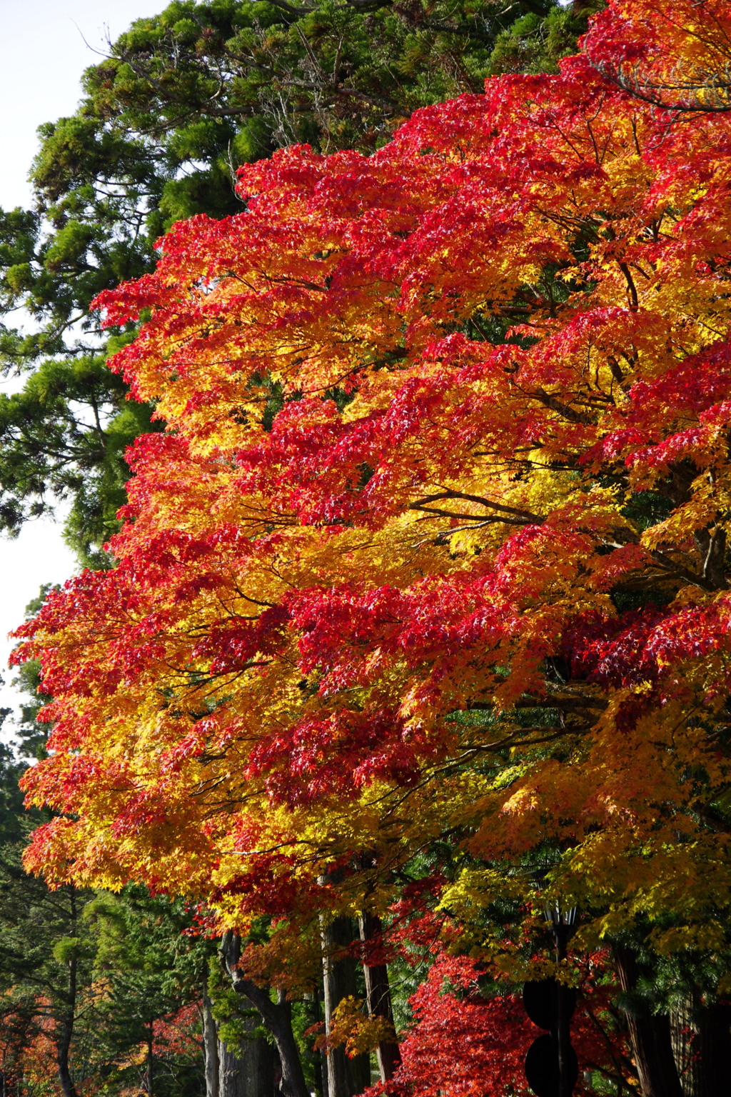 高野山の紅葉