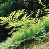 緑の勢い②