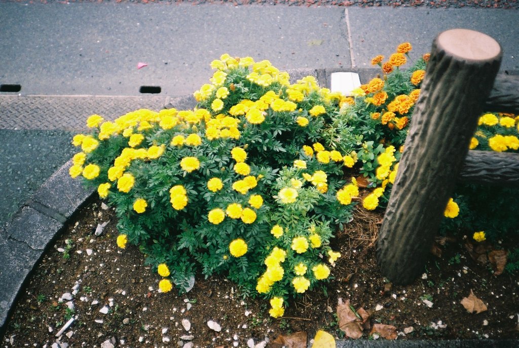 黄色の植木
