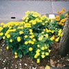 黄色の植木