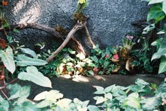 高知県立牧野植物園