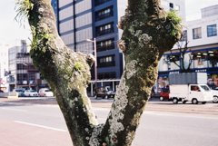 高知電車通り V