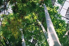 高知県立牧野植物園