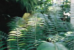 高知県立牧野植物園