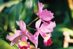 高知県立牧野植物園