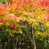 高野山の紅葉