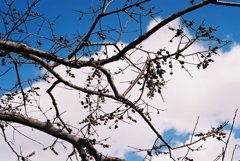 高知県立牧野植物園