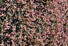 高知県立牧野植物園