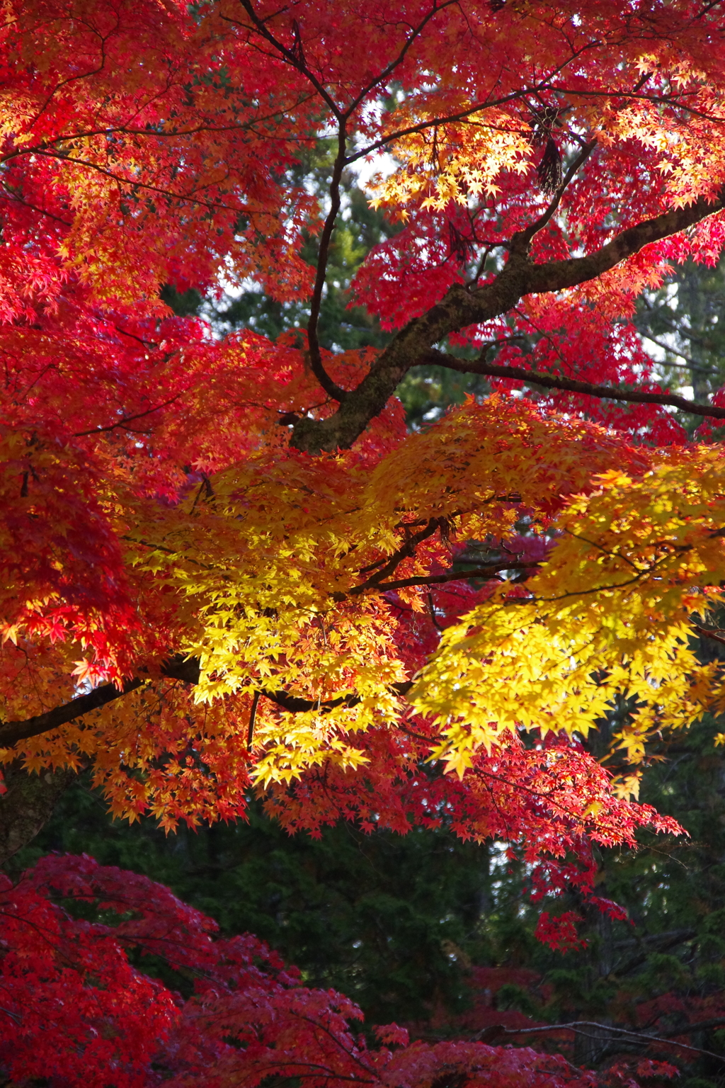 高野山の紅葉