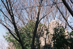 高知県立牧野植物園
