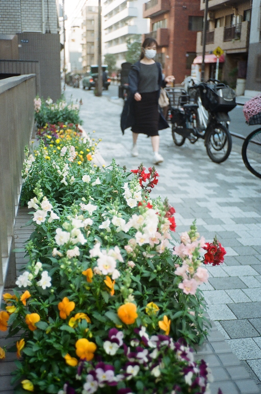 春の街路