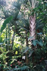 高知県立牧野植物園