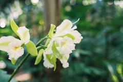 高知県立牧野植物園