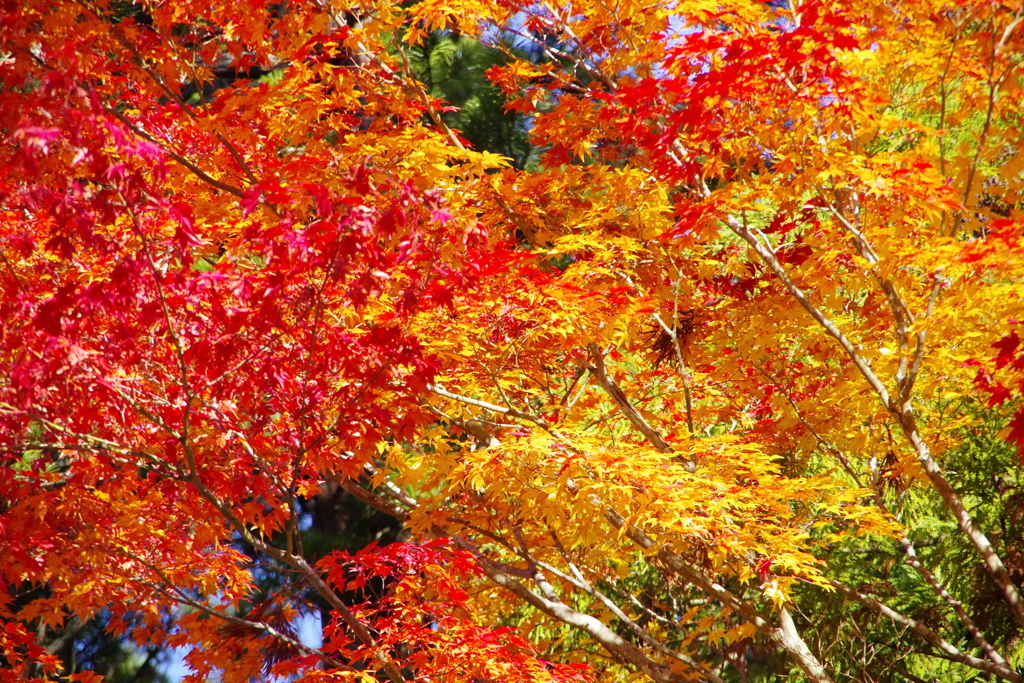 高野山の紅葉