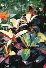 高知県立牧野植物園