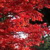 高野山の紅葉