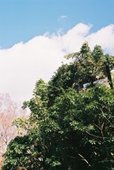 高知県立牧野植物園