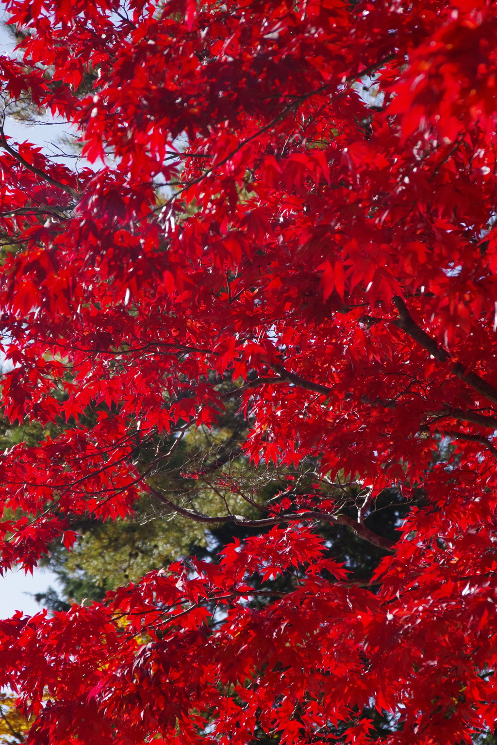 高野山の紅葉