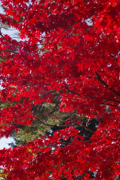 高野山の紅葉