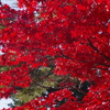 高野山の紅葉