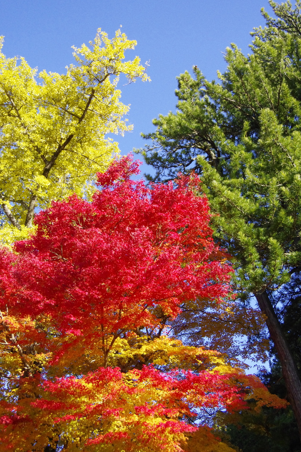 高野山の紅葉