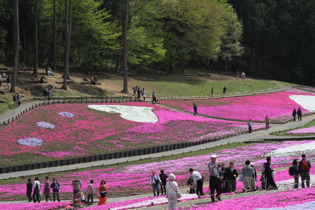 羊山公園4