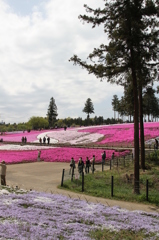 羊山公園　1