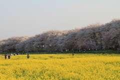 さくらと菜の花