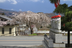 さくらと地蔵さん