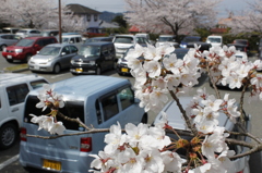車と花見客