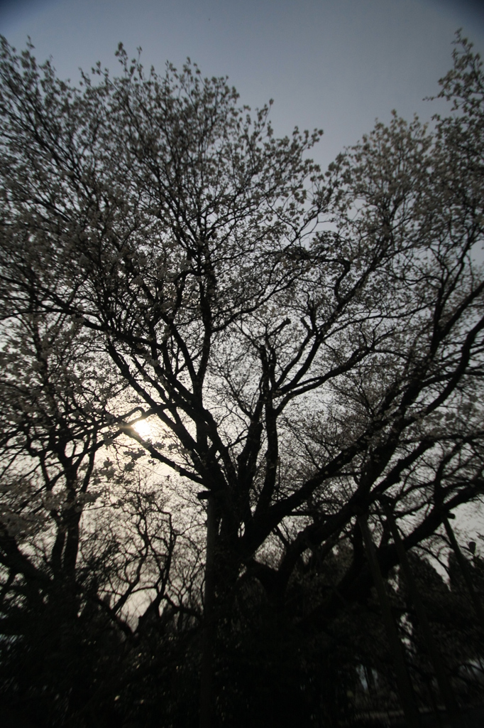 一心行の大桜