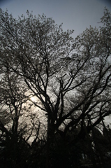 一心行の大桜