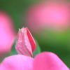 つぼみ