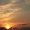 蜻蛉たちの夕べ