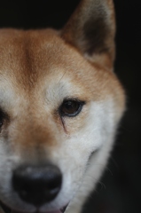 赤犬
