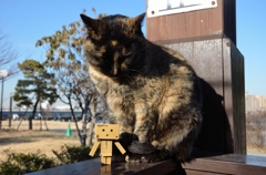 江ノ島のネコとダンボー