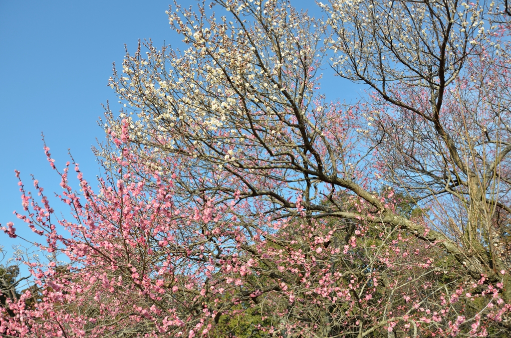 茨城_水戸_偕楽園_20150304