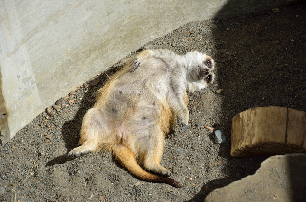 動物