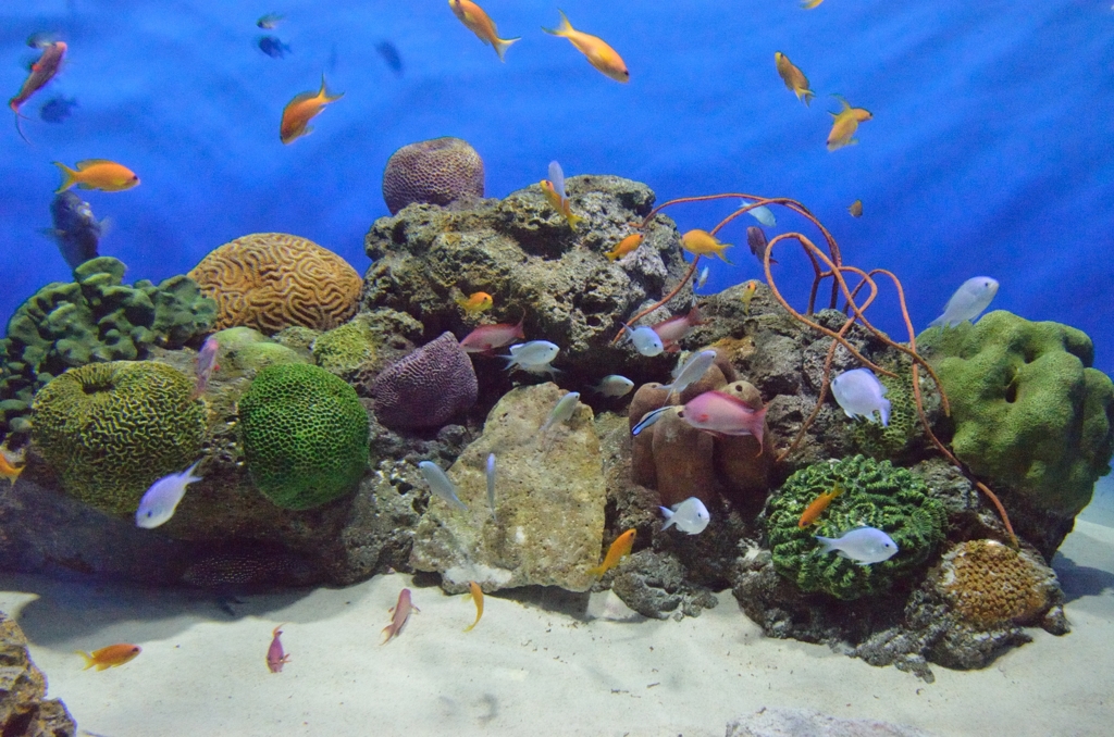 大洗水族館_03
