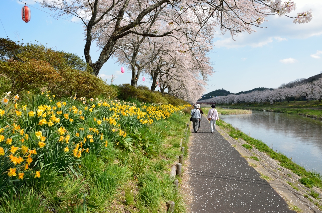 福島_桜