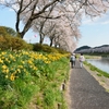 福島_桜