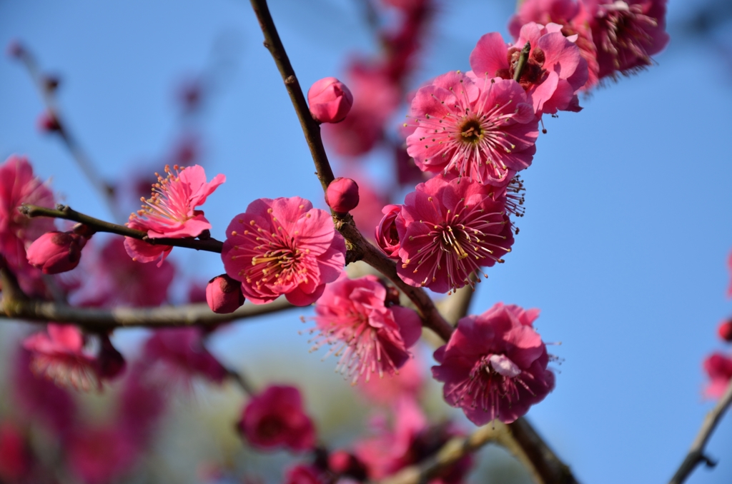 茨城_水戸_偕楽園_20150304