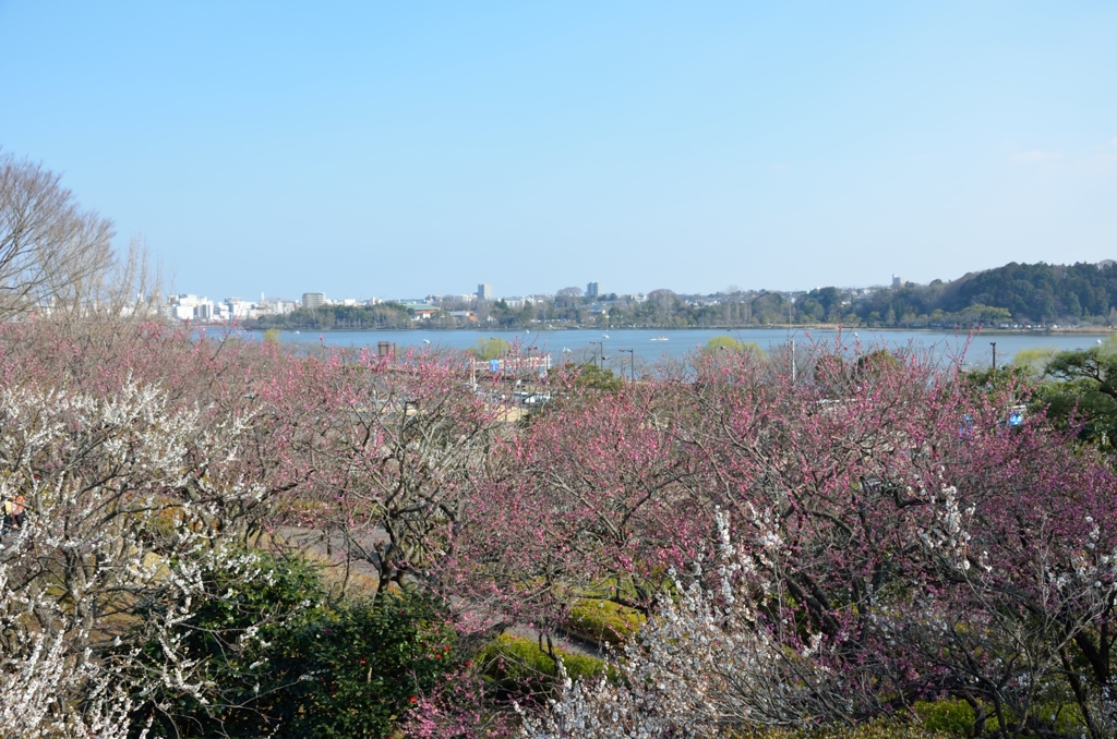 水戸_偕楽園