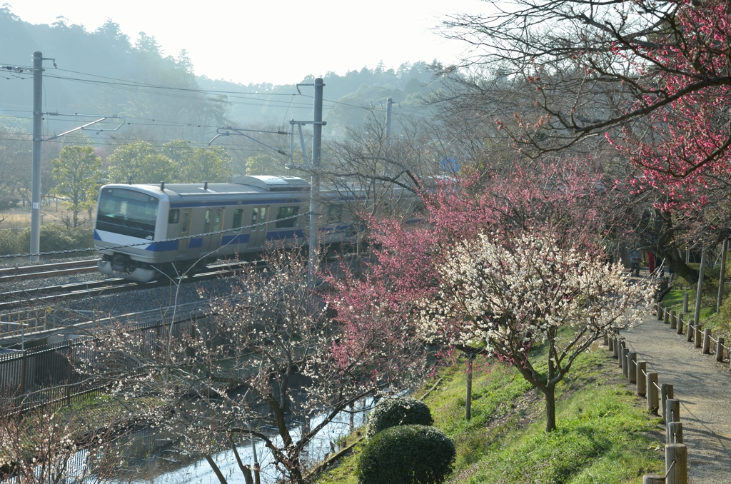 茨城_水戸_偕楽園_20150304