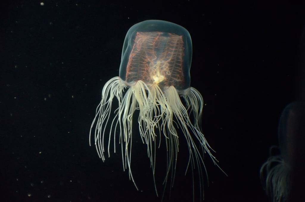 大洗水族館_02