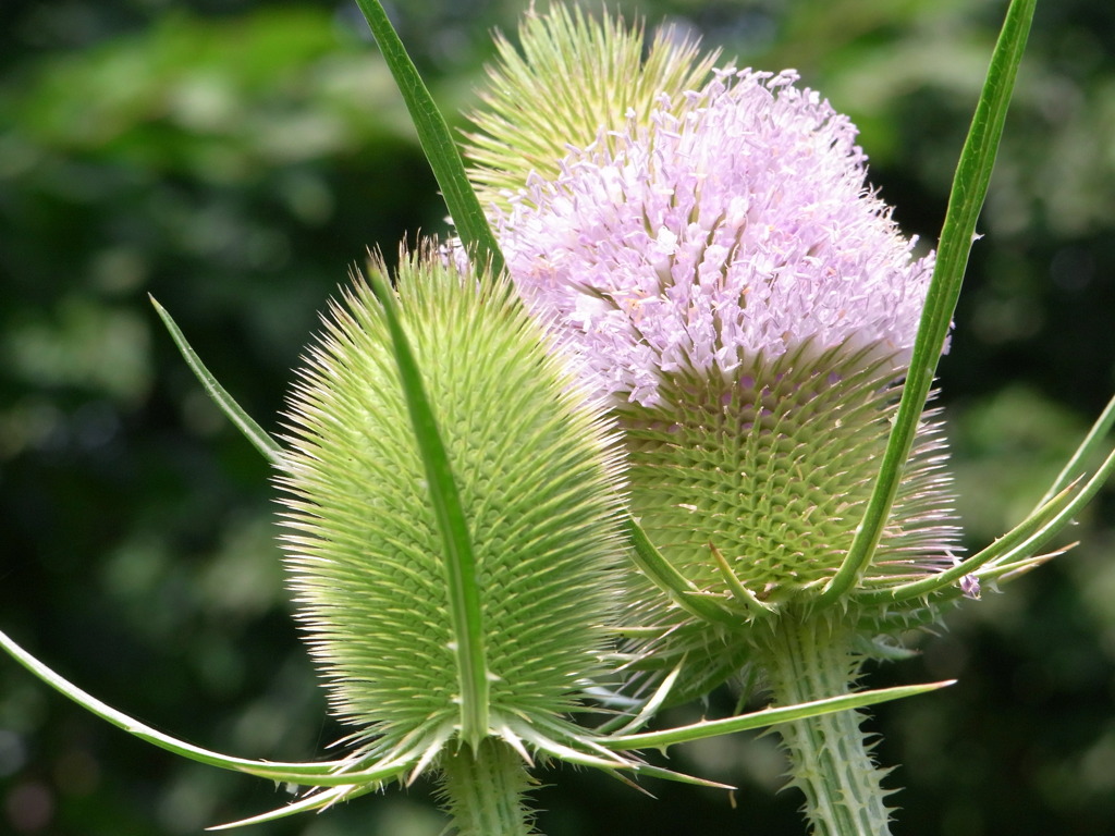 7.28　上野ファーム