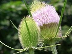 7.28　上野ファーム