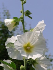 7.28　上野ファーム