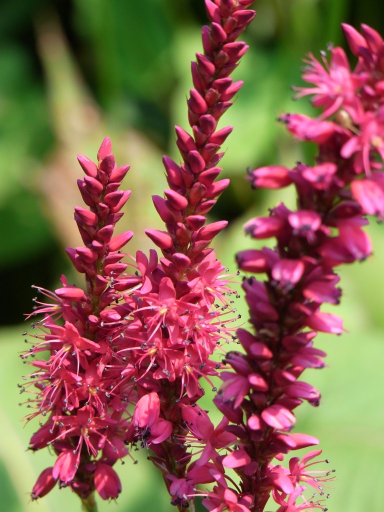 7.28　上野ファーム