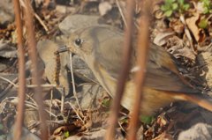 9976tm お嬢の朝食